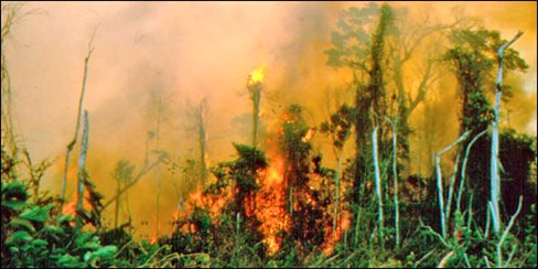 pembakaran hutan salah satu penyebab