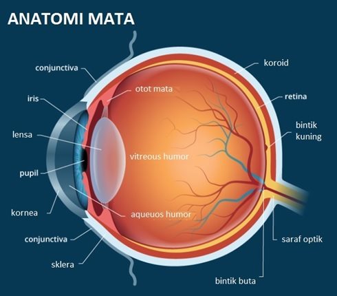 Adalah bagian ke masuk mata yang cahaya jumlah dalam mengatur mata yang Bagian