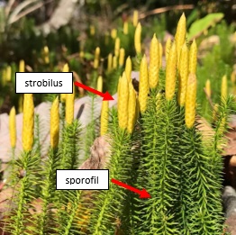 Perbedaan Strobilus dengan Sporofil