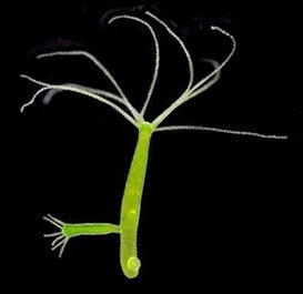 hydra viridissima sebagai contoh coelenterata