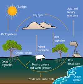 siklus karbon