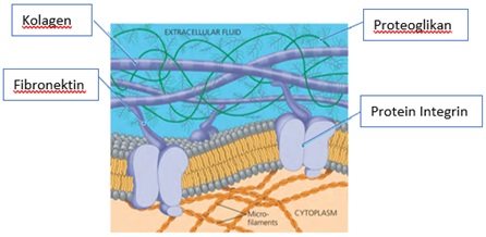 matriks ekstraseluler pada sel hewan