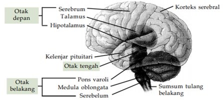 bagian otak manusia