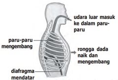 organ pernapasan pada manusia yang tersusun dari tulang rawan disebut