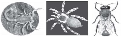 contoh arthropoda kelas arachnoidea