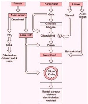 hubungan katabolisme karbohidrat protein dan lemak