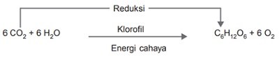 reaksi fotosintesis