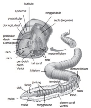 struktur tubuh annelida