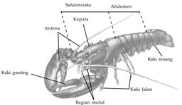 struktur tubuh arthropoda kelas crustacea