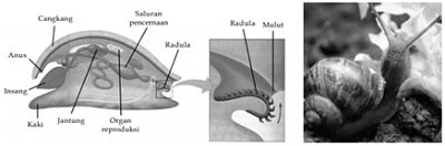 struktur tubuh mollusca kelas gastropoda