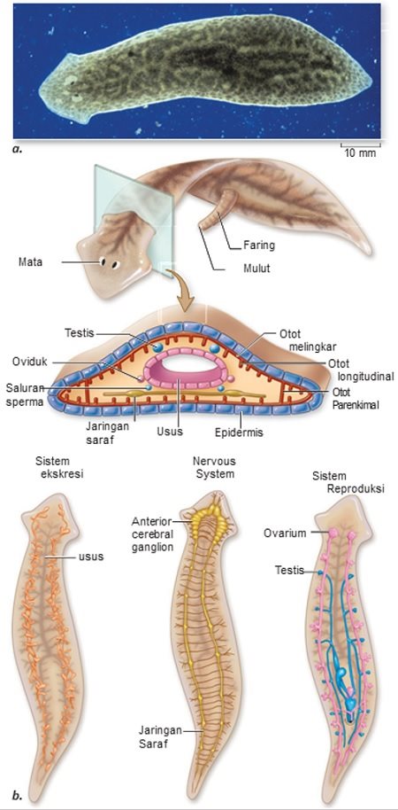 struktur tubuh platyhelminthes