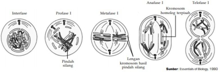 Pembelahan Sel - Amitosis, Mitosis, Meiosis (Fase Profase, Metafase, dsb)