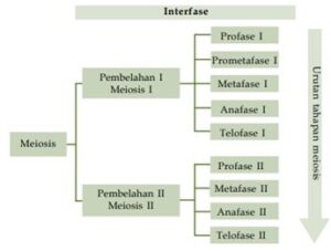 Pembelahan Sel - Amitosis, Mitosis, Meiosis (Fase Profase, Metafase, dsb)