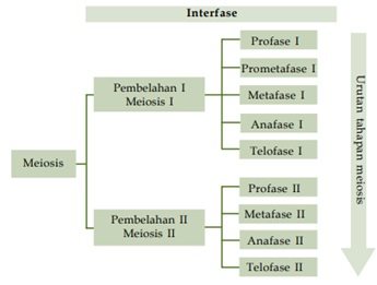 tahapan pembelahan meiosis