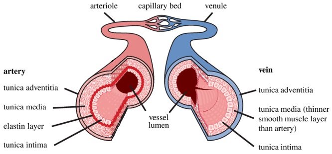 struktur pembuluh arteri dan vena