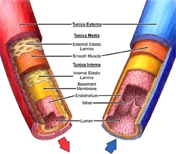 struktur arteri dan vena