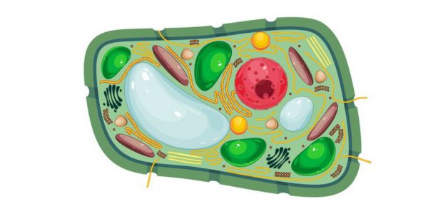 fungsi vakuola