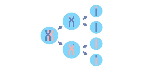 meiosis