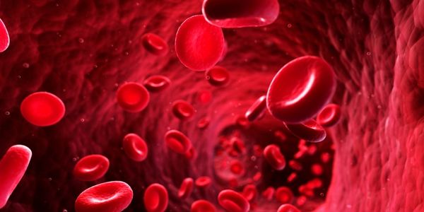 peredaran darah manusia