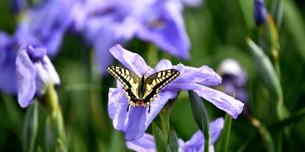 sebutkan ciri ciri makhluk hidup